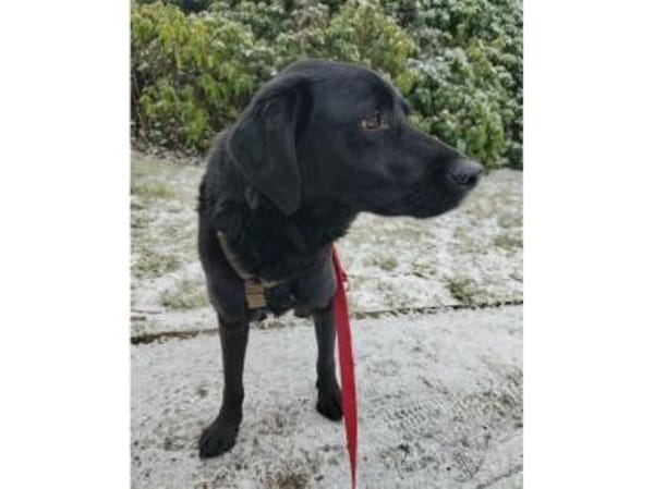 Bruno - wartet in 45478 Mülheim