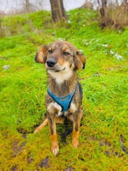 Rosa sucht ein Zuhause