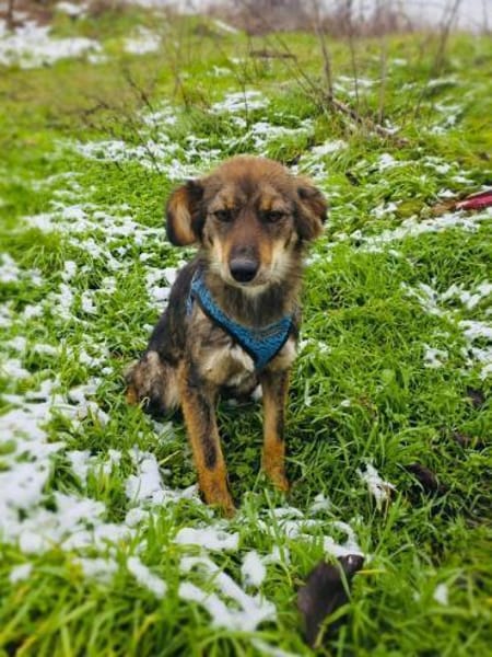 Rosa sucht ein Zuhause