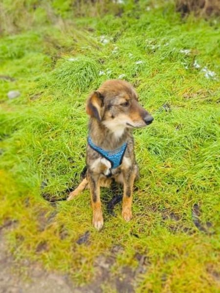 Rosa sucht ein Zuhause