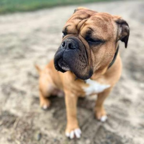 Marley - ist menschenbezogen