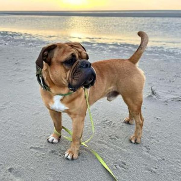 Marley - ist menschenbezogen