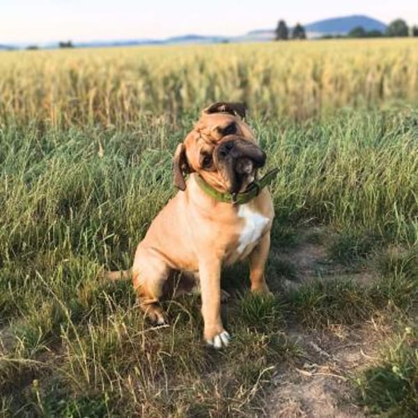 Marley - ist menschenbezogen