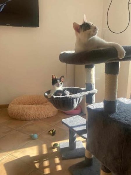 Penny und Pepe suchen gemeins. Zuhause