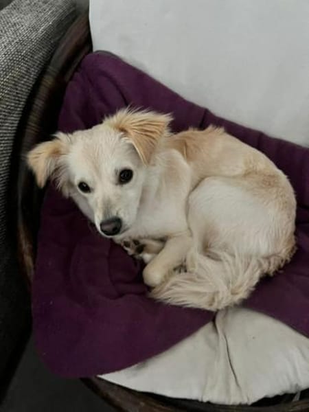 Lebensfrohe Maja sucht ihre Menschen