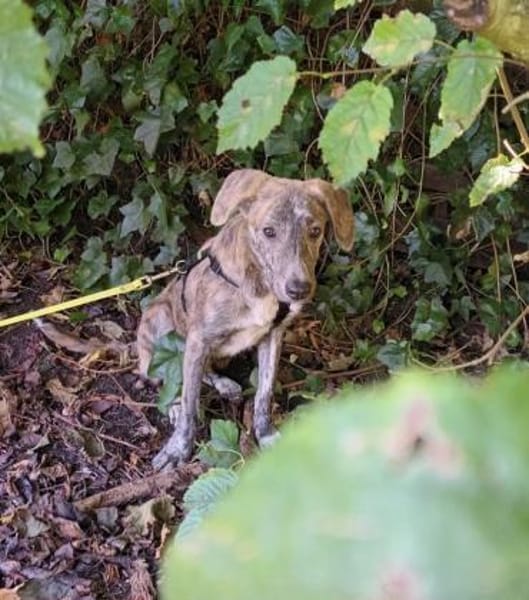 Schüchterner Taro sucht seine Menschen