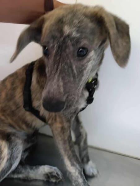 Schüchterner Taro sucht seine Menschen