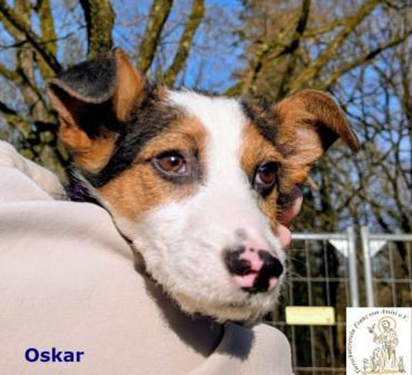 Oskar  kleiner Herzensbrecher sucht...