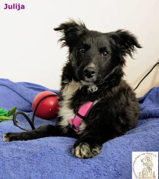 Julija  aufgeweckte und kluge ...