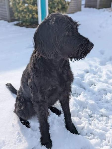 Kubo - braucht ausreichend Beschäftigung