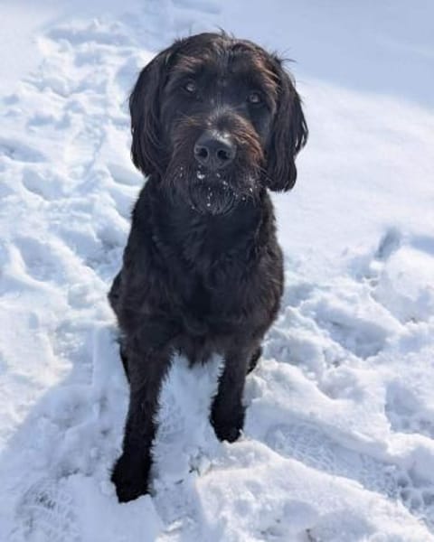 Kubo - braucht ausreichend Beschäftigung