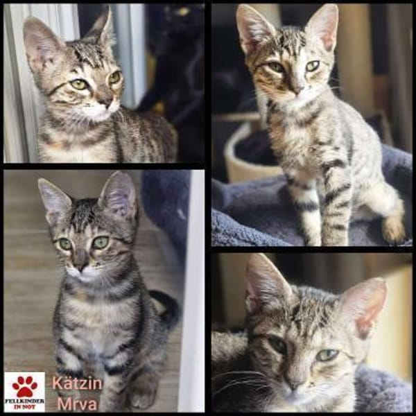 Unsere kleine Ameise Mrva