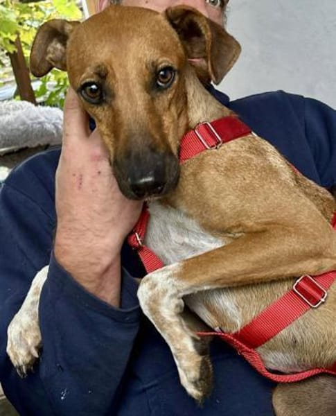 Miki,verträglich,kinderfreundlich,offen