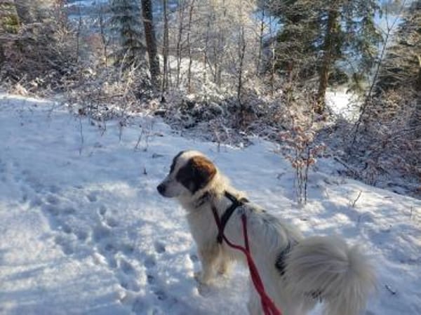 Schlauer Po sucht seine Menschen