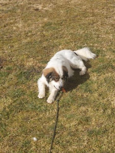 Schlauer Po sucht seine Menschen