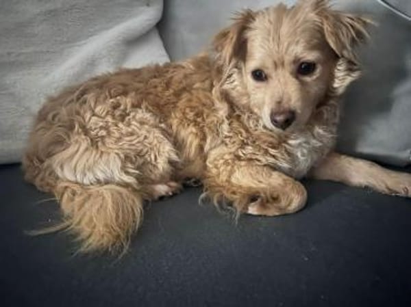 Jenny - eine liebe freundliche Hündin