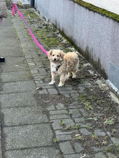 Jenny - eine liebe freundliche Hündin