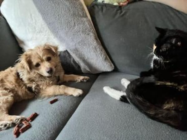 Jenny - eine liebe freundliche Hündin