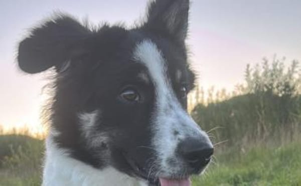 Zuhause gesucht für Adi