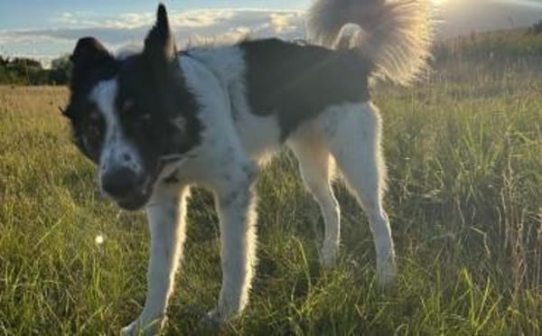 Zuhause gesucht für Adi