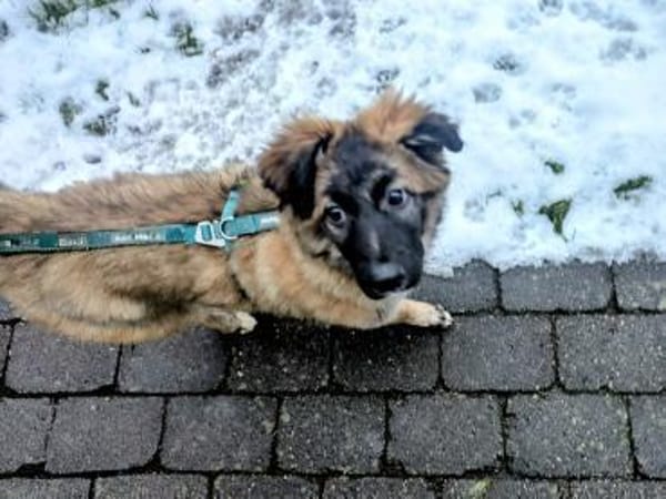 Liebes Welpenmädchen BEKKI 4 M.