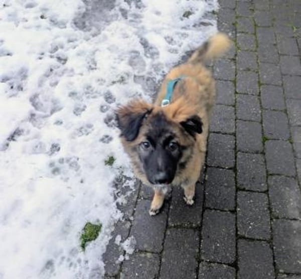 Liebes Welpenmädchen BEKKI 4 M.