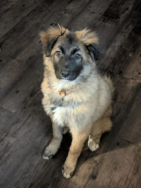 Liebes Welpenmädchen BEKKI 4 M.