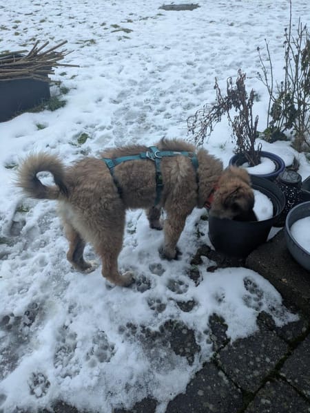 Liebes Welpenmädchen BEKKI 4 M.