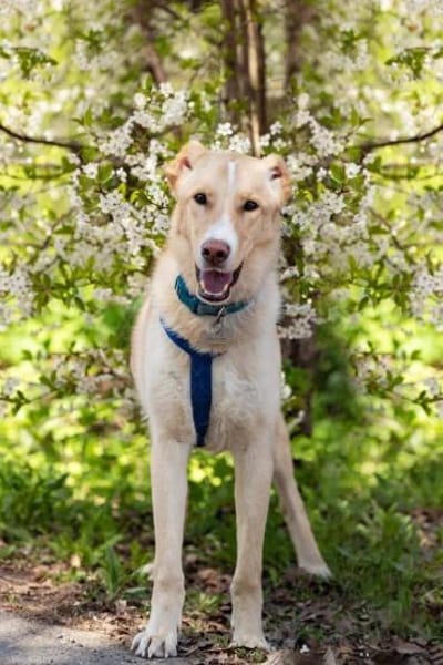 Hübscher Altaj sucht seine Menschen