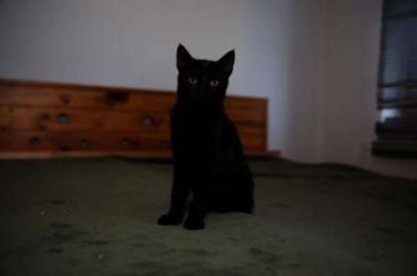 AMAYA und TIBERIUS suchen ihr Zuhause!