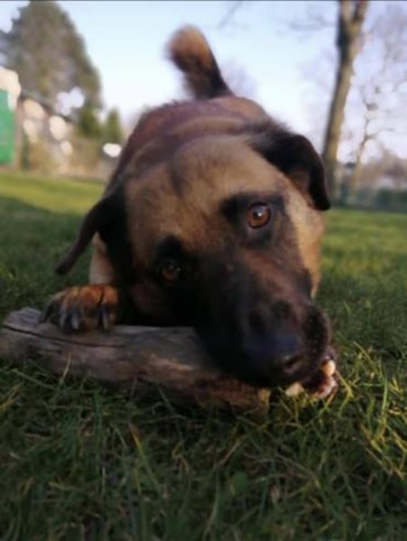 JOSHI auf der Suche nach seinem Glück!