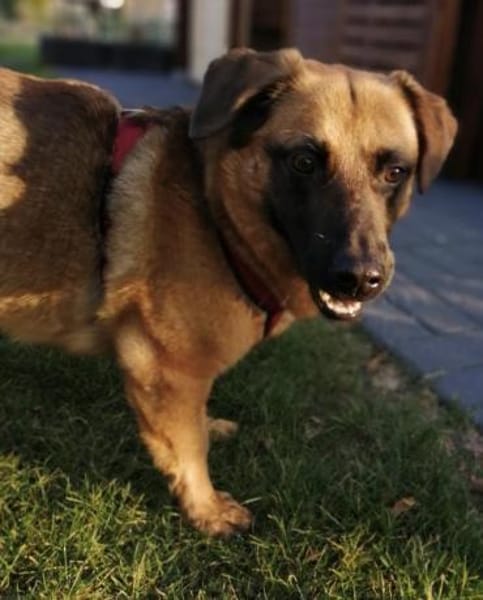 JOSHI auf der Suche nach seinem Glück!