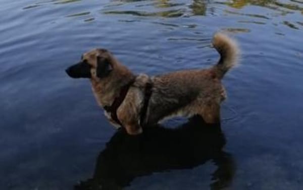 JOSHI auf der Suche nach seinem Glück!