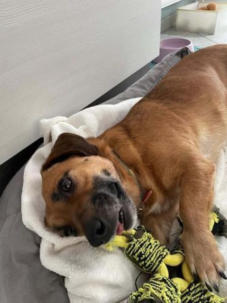 Knutschkugel Janco sucht Streichelprofis