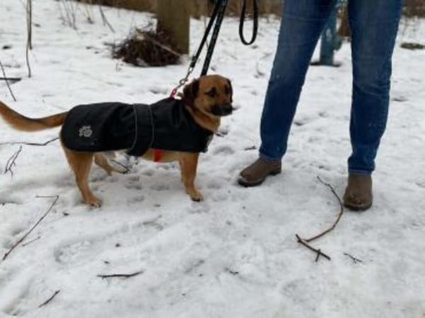 Knutschkugel Janco sucht Streichelprofis
