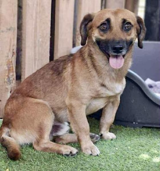 Knutschkugel Janco sucht Streichelprofis