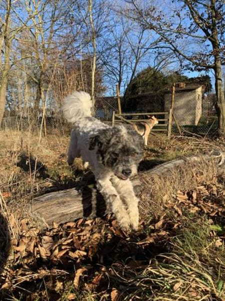 Pepe Plüschkanone sucht sein Zuhause...