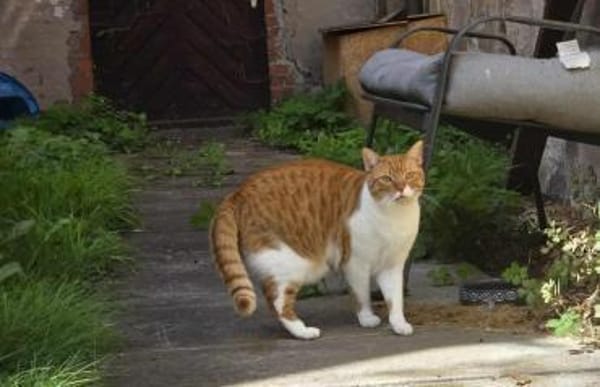 Süßer Entdecker Honey