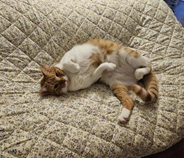 Süßer Entdecker Honey