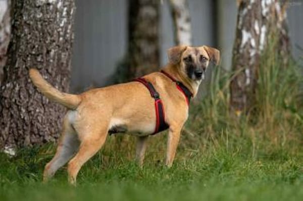 Zutrauliche Lika sucht ihre Familie