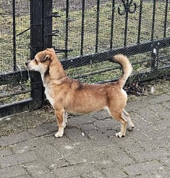 Kleiner verschmuster Elio...