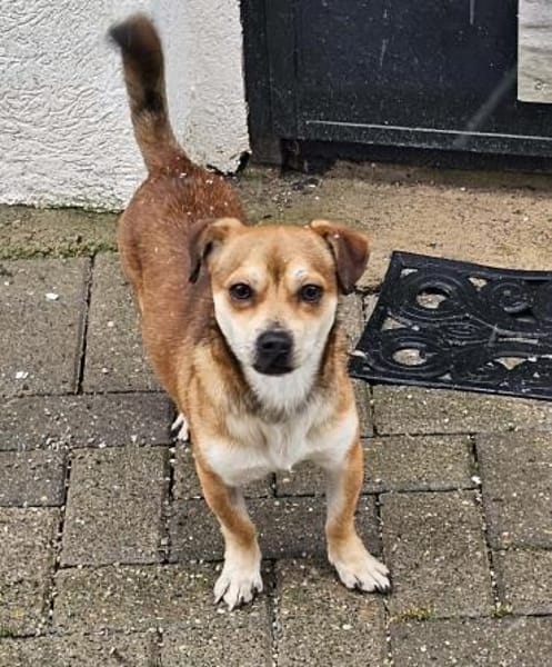 Kleiner verschmuster Elio...