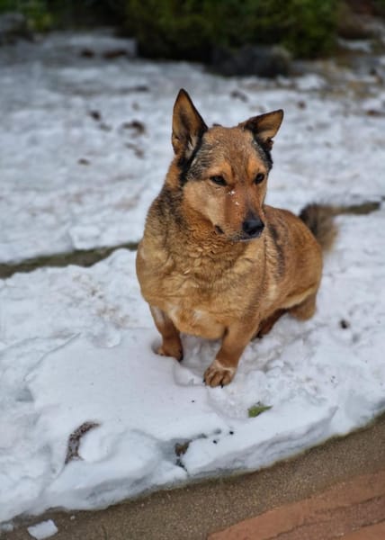Lieber kleiner Senior Lüdi sucht Zuhause
