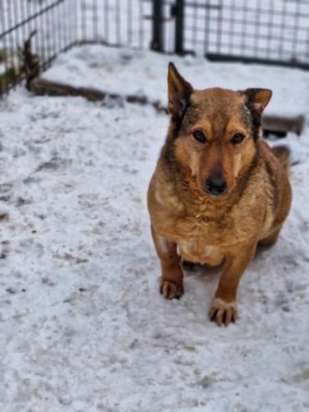 Lieber kleiner Senior Lüdi sucht Zuhause