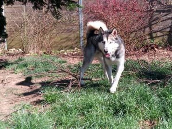 MAX hat ein schönes Zuhause verdient