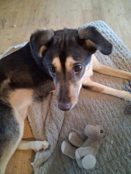 aktive Alma auf PS in 69493