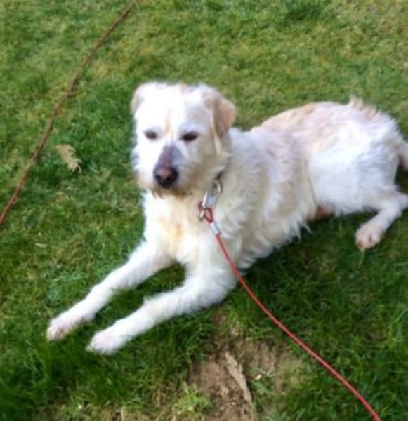 DIAMOND sucht sein Singlekörbchen