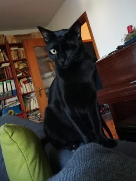 Dylan aus dem Tierschutz