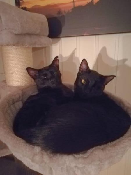 Dylan aus dem Tierschutz