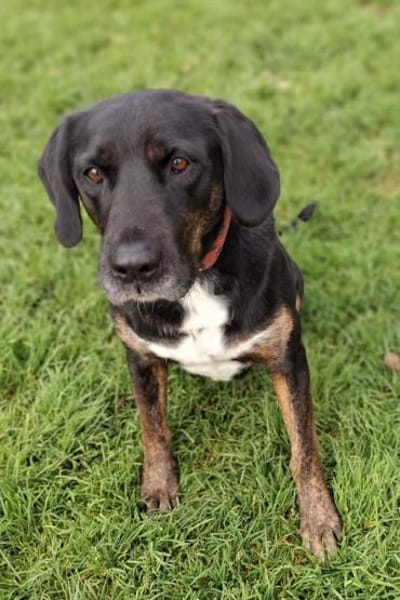 Leo 💗 wartet in 84524 Neuötting